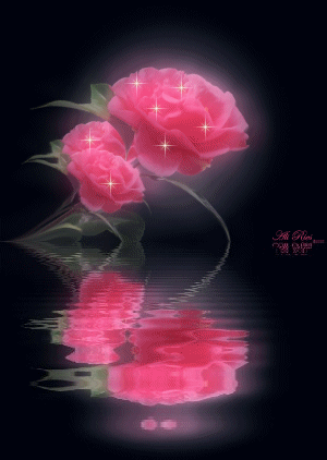 le langage des roses